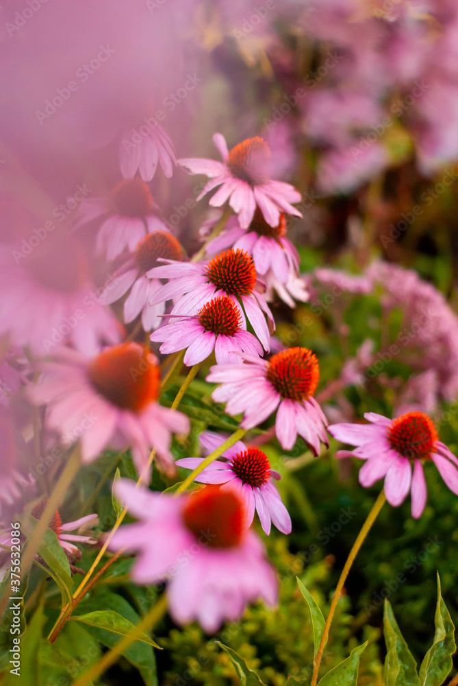 Fototapeta premium flowers in the garden