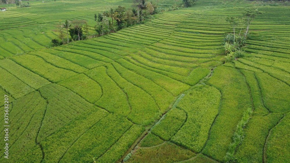 beautiful landscape view of rice terraces