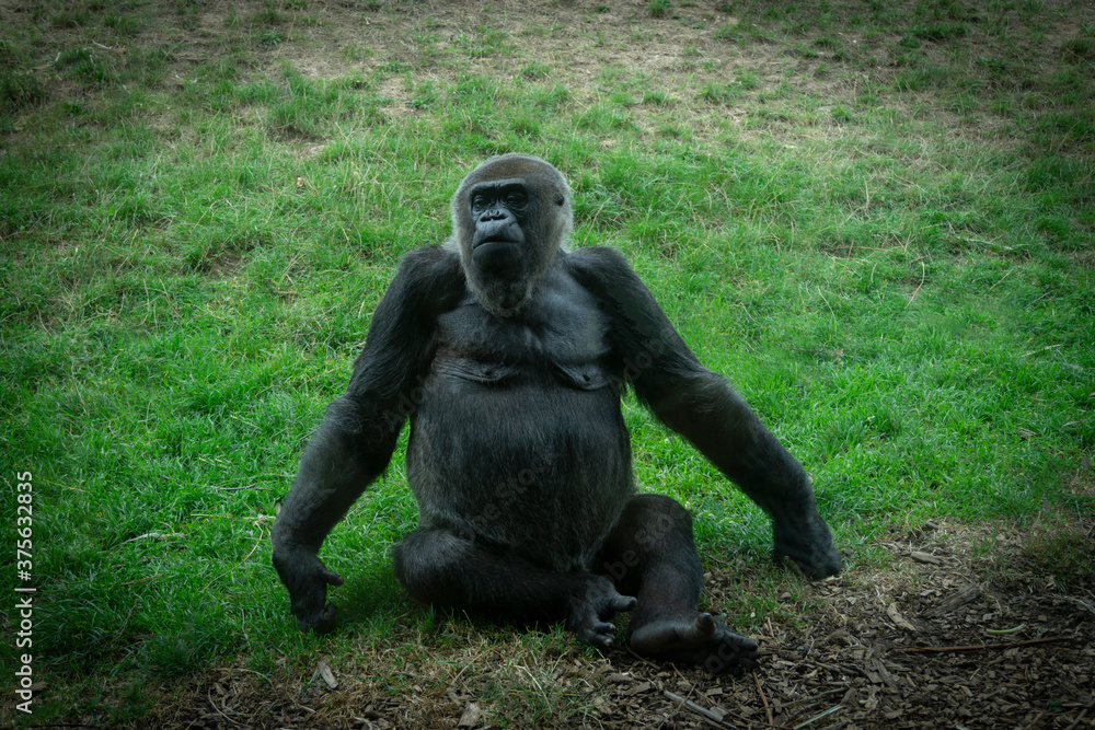Monkey sitting on the grass