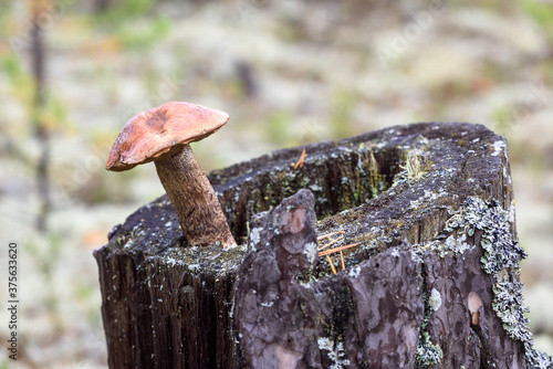 Edible mushroom boletus with red hat grows on pine stump on an autumn day in the forest.