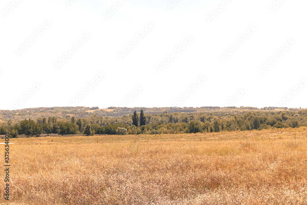 A wide field with dried grass. A field with dry grass from the heat