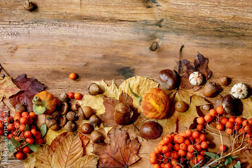 Autumn fall seasonal composition with yellow maple leaves, rowan berries, chestnuts and decorative pumpkins over wooden texture background. Flat lay, copy space
