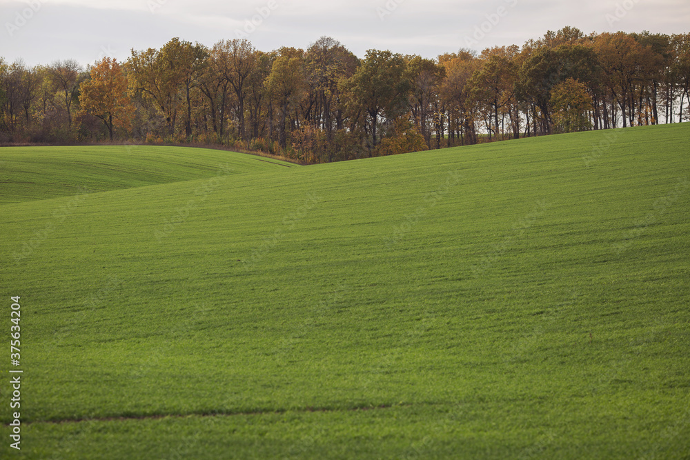 Obraz premium Green agricultural field, agricultural landscape. Country landscape with growing wheat. Agricultural field in a clear sunny day. High technologies and innovations in agro-industry.
