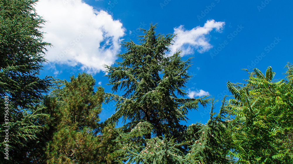 Fototapeta premium Flora nel parco naturale delle gola della rossa e di frasassi
