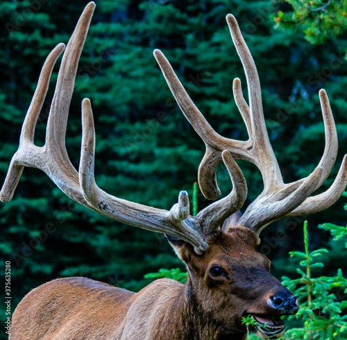 Bull Elk at the side of the road. Banff, National Park, Alberta, Canada photo