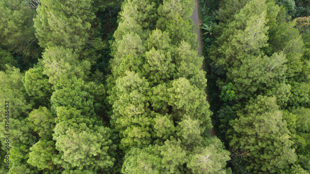 top view of pine trees