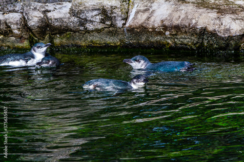 Little blue penguins frolic in their pond. Auckland Zoo, New Zealand photo