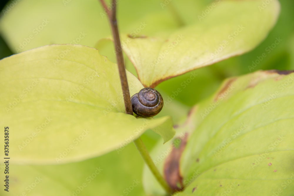 the garden snail is located on the leaves of the plant the garden snail is located on the leaves of the plant