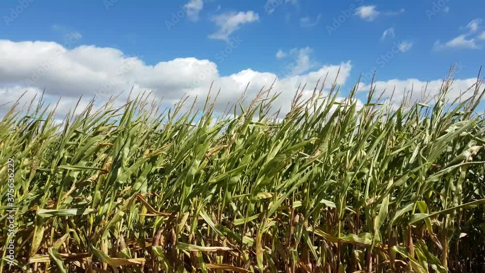 Corn field moving in the wind for natural background, Zea mays, Maize or Mais Corn field moving in the wind for natural background, Zea mays, Maize or Mais