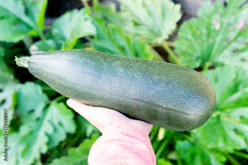 fresh ripe zucchini on the field, closeup. Organic farming