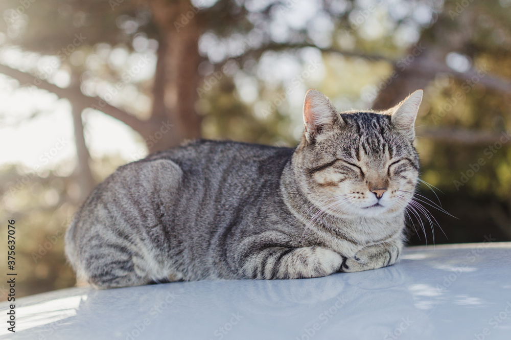 Lovely cat on the car rooftop relaxing outdoors, close up image. Domestic pets collection. Countryside life background.
