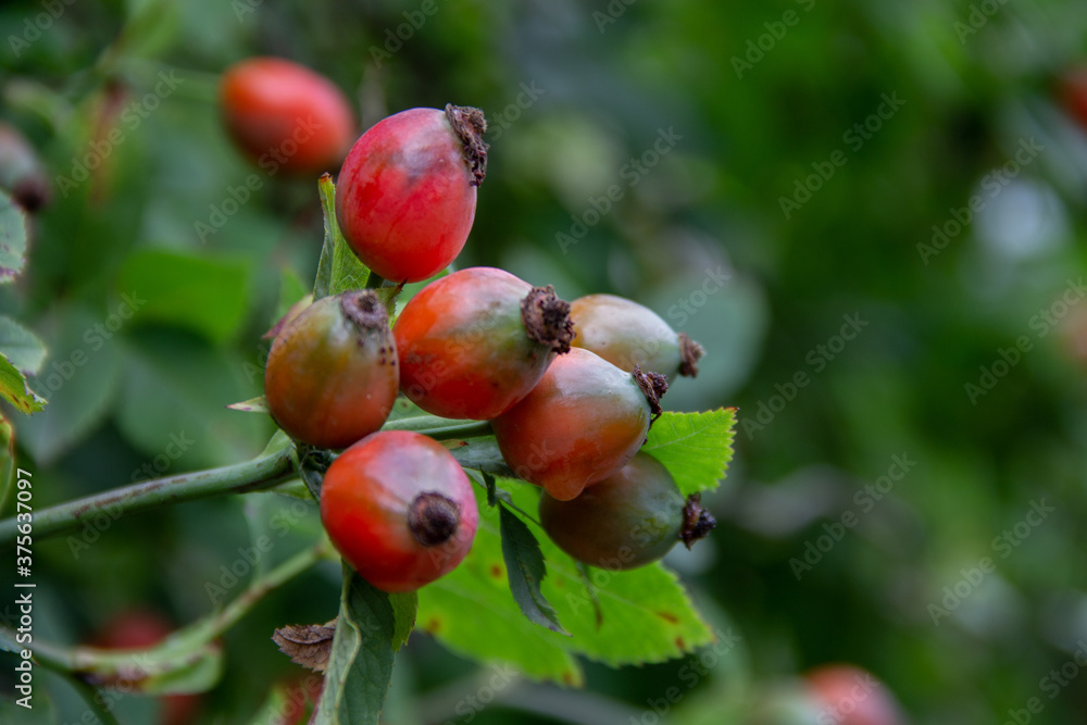 wild rose berries on a branch close up wild rose berries on a branch close up