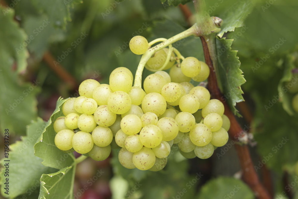 bunch of grapes on vine