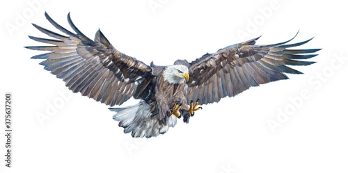Papier peint Bald eagle swoop attack hand draw and paint on white background illustration