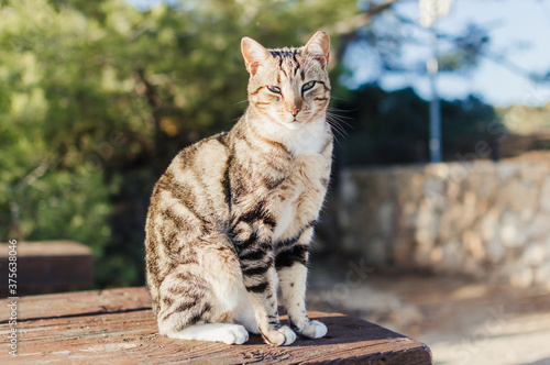 Adorable cat relaxing outdoors, close up image. Domestic pets collection. Countryside life background photo