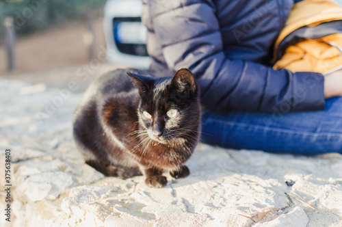 Adorable cat relaxing outdoors, close up image. Domestic pets collection. Countryside life background photo