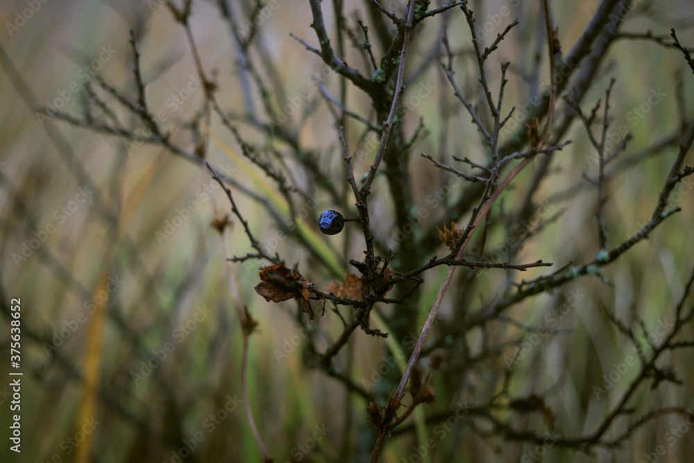 berry on the background of bare autumn branches berry on the background of bare autumn branches