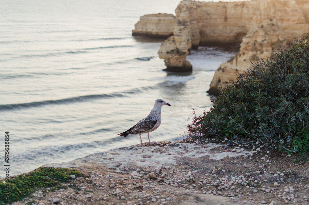 Close up of a curious seagull bird walking on a cliff rocks rural natural outdoors coastal environment background. Close up of a curious seagull bird walking on a cliff rocks rural natural outdoors coastal environment background.