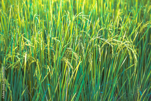 Blurred abstract background of (Rice ears) in a green field, blurred by the natural wind, a farmer's farming profession