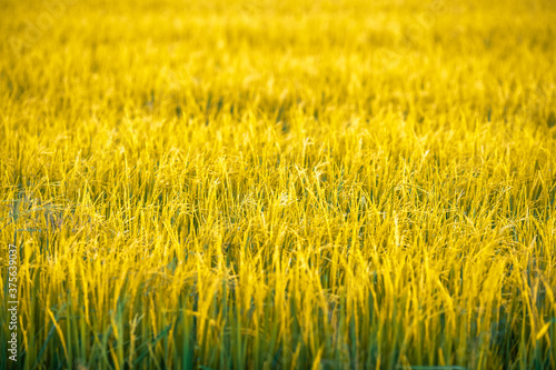 Blurred abstract background of  Rice ears  in a green field  blurred by the natural wind  a farmer s farming profession