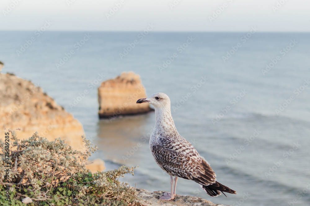 Close up of a curious seagull bird walking on a cliff rocks rural natural outdoors coastal environment background. Close up of a curious seagull bird walking on a cliff rocks rural natural outdoors coastal environment background.