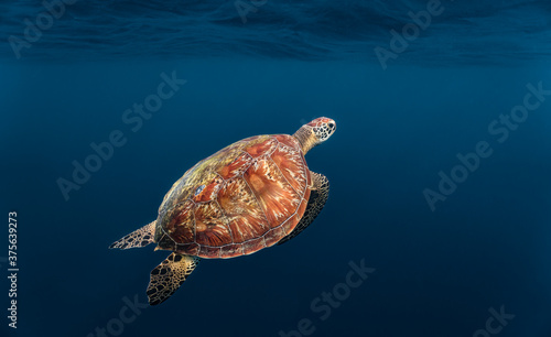 Green sea turtle ascends to the surface to breathe.