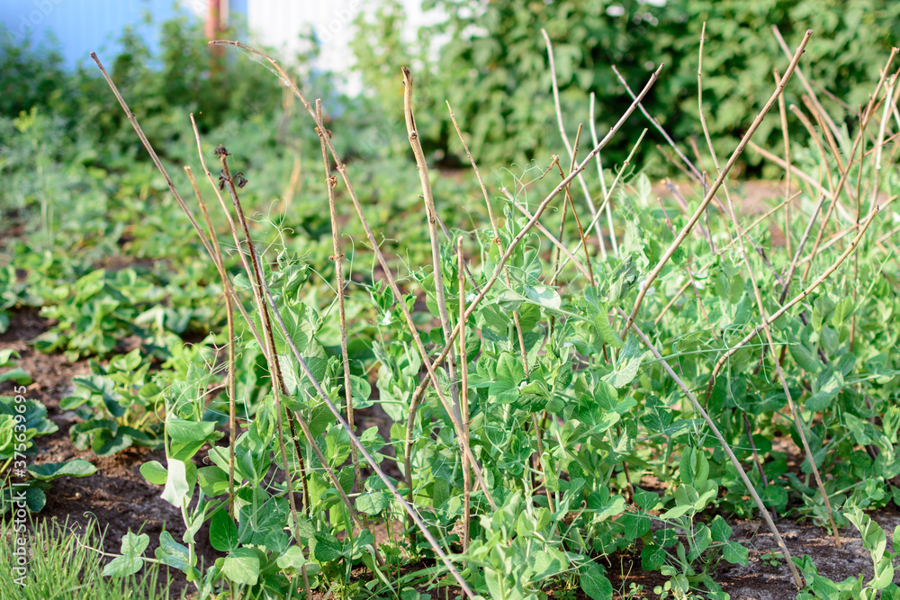 Ripe pea leaves tied to wooden sticks for growth up. Ripe pea leaves tied to wooden sticks for growth up.