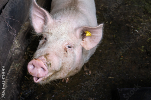 Pig closeup © ShutterDivision