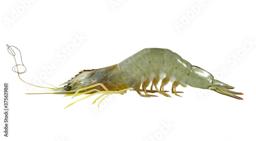 one shrimp  Penaeus Indicus  isolated on white background