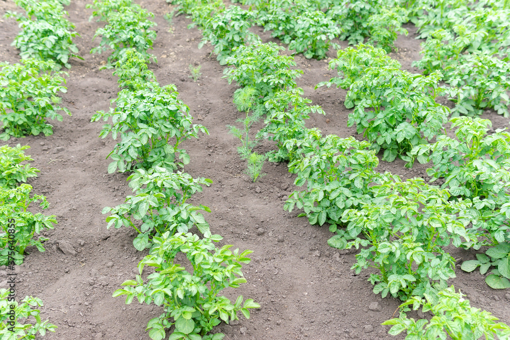 Growing potatoes, shoots in a row. green potatoes grow in the field. growing vegetables, selective focus. Growing potatoes, shoots in a row. green potatoes grow in the field. growing vegetables, selective focus.