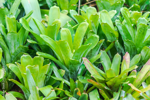 Bromeliad  or Aechmea fasciata  Urn Plant  bromeliaceae Green leaf background beautiful and Useful decorative ornamental plants