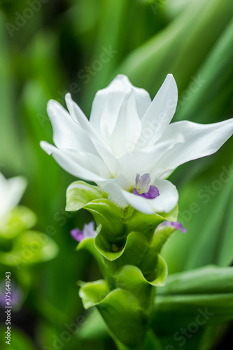 Curcuma Zanthorrhiza (Siam Tulip Curcuma Alismatifolia) white Flower In The Nature and in the garden