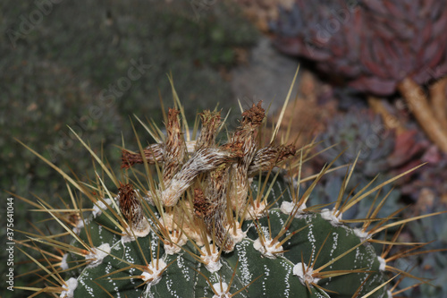 Closeup shot of a bishop's cap, an astrophytum ornatum photo