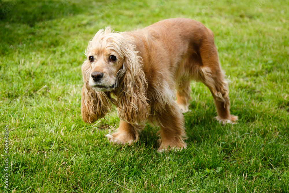 an adult english cocker spaniel of golden color on green grass in the yard