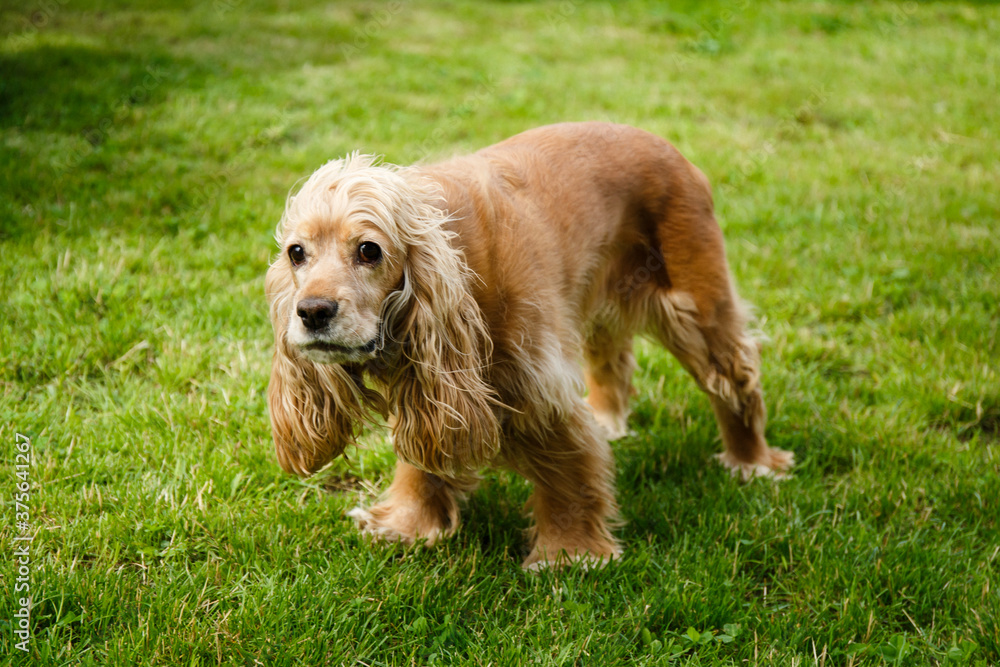 an adult english cocker spaniel of golden color on green grass in the yard an adult english cocker spaniel of golden color on green grass in the yard