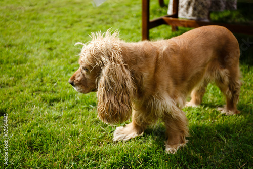 an adult english cocker spaniel of golden color on green grass in the yard