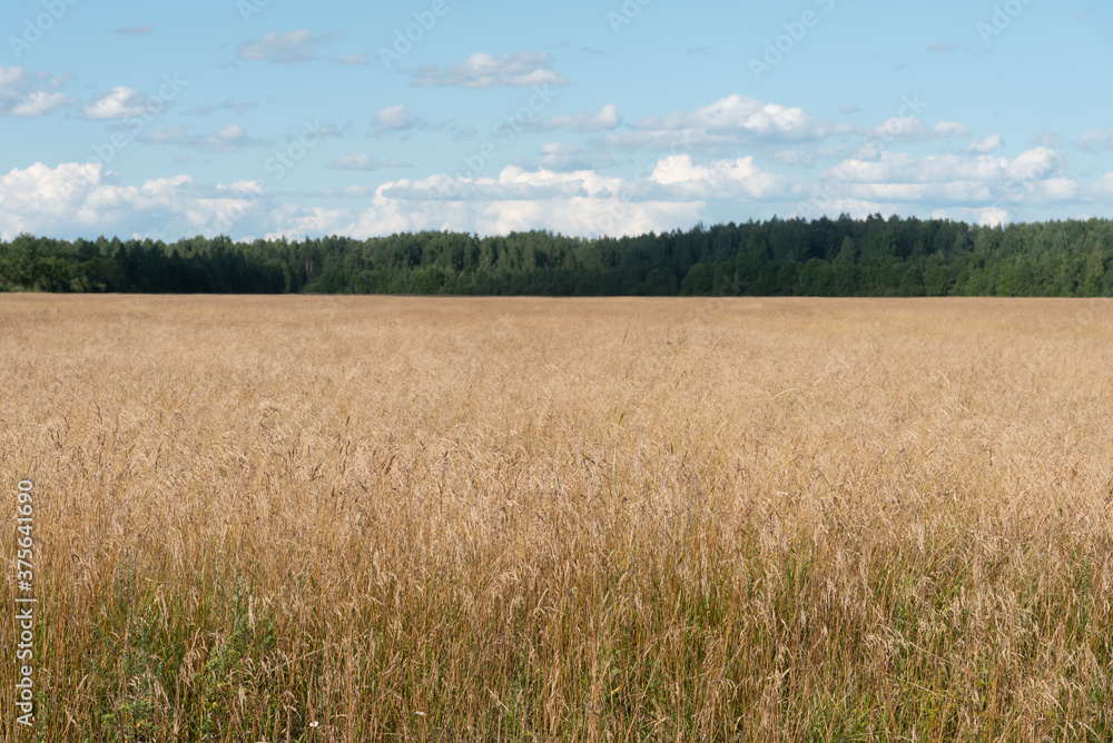 Yellow field with forage oats and green forest.Summer rural landscape