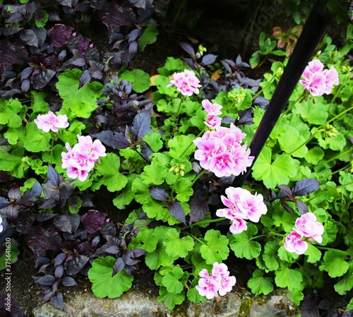 small flowers