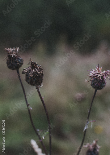 dry thistle flower