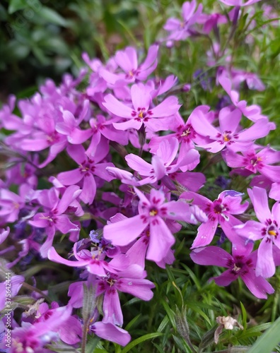 pink and purple flowers