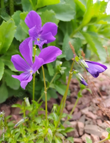 violet flower in the garden