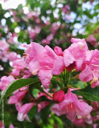 pink bush