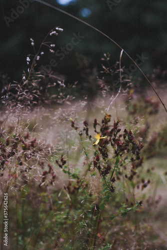 dew on the grass