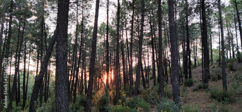 pine trees forest with sunset in the back