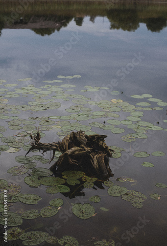 Old snag in the middle of the lake