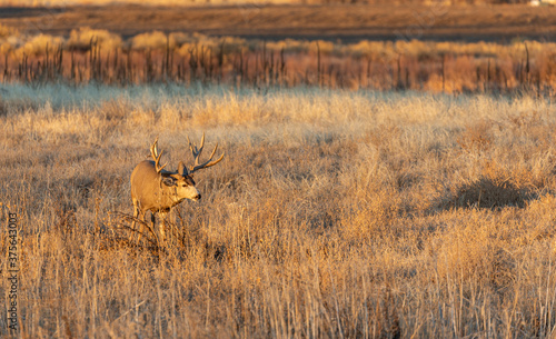 Fototapeta Naklejka Na Ścianę i Meble -  Mule Deer Buck During the Fall Rut in Colorado