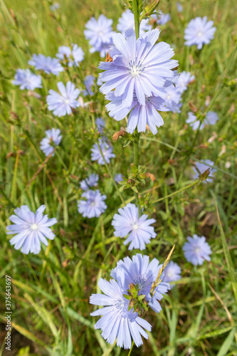 Blue chicory flowers in field, selective focus. Summer background