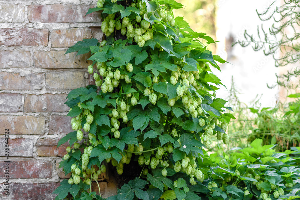 Green fresh hop cones for making beer and bread closeup Green fresh hop cones for making beer and bread closeup