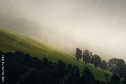 view to a agriculture field in the morning with fog and sunshine 