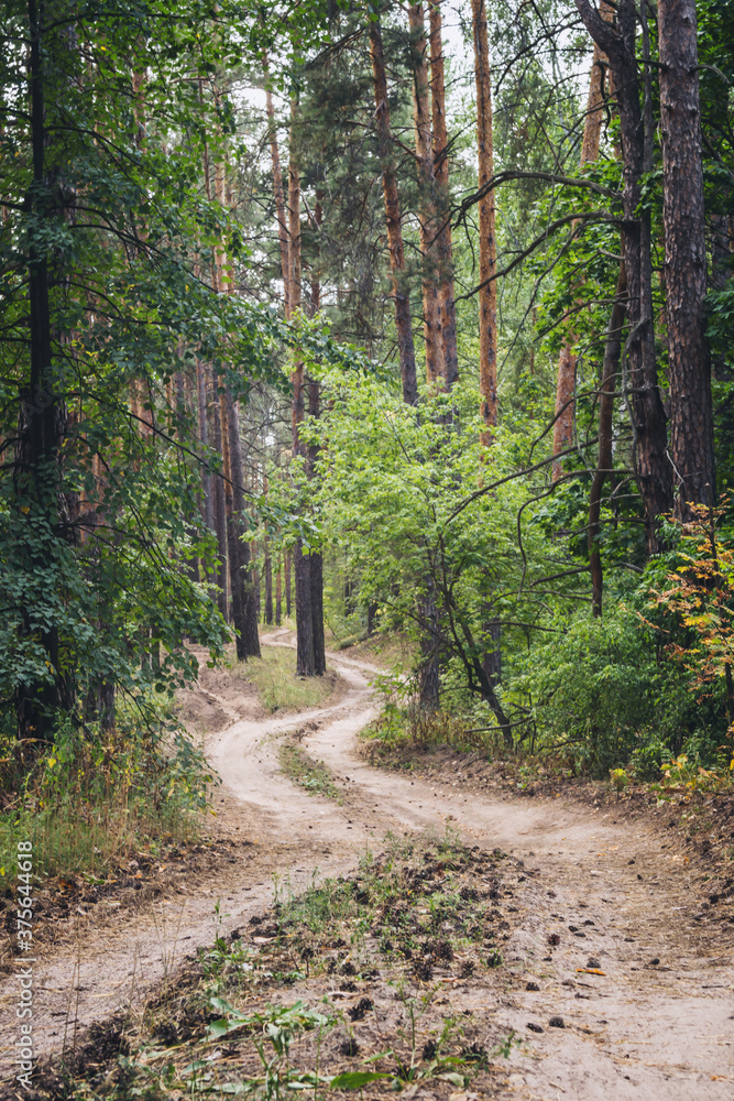 path in the forest path in the forest